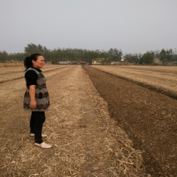 1GFM系列反轉(zhuǎn)滅茬機(jī)作業(yè)效果圖